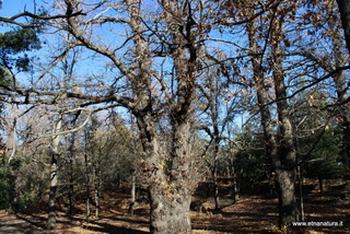 Castagno Pianobello